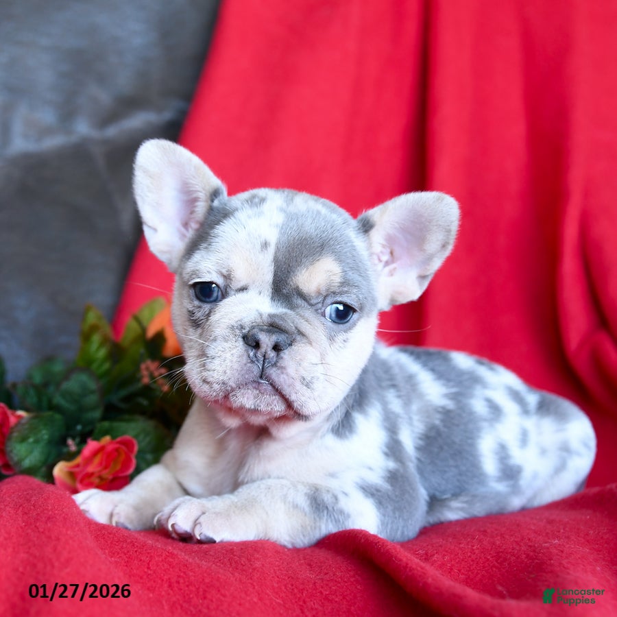 French Bulldog dogs Lola - Ad 31