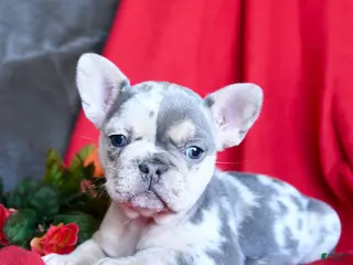 French Bulldog dogs Lola - Ad 31