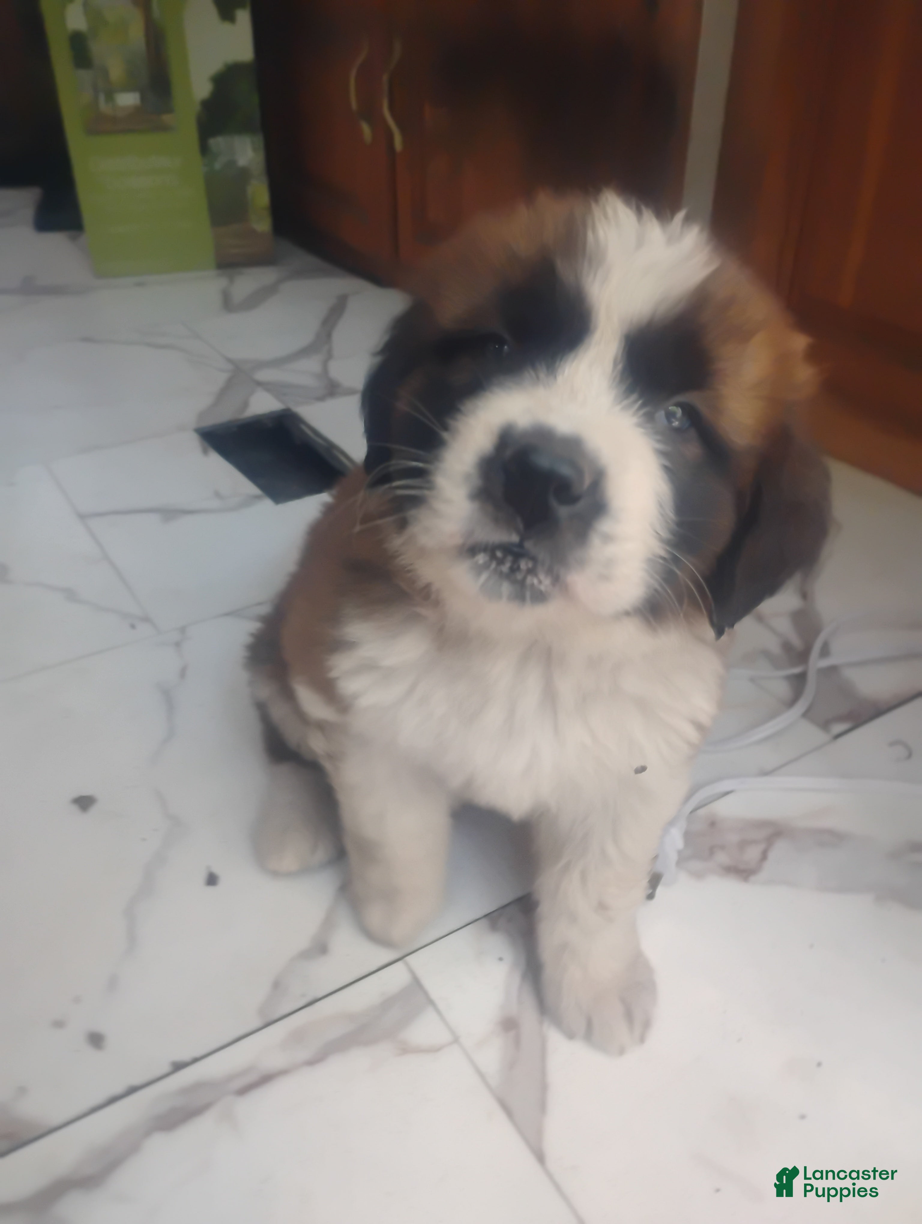 Saint Bernard dogs Saint Bernard Puppy 3 - Ad 9