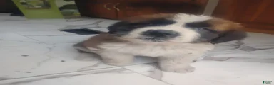 Saint Bernard Puppy 3