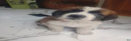 Saint Bernard dogs for sale: Saint Bernard Puppy 3 - Ad 1