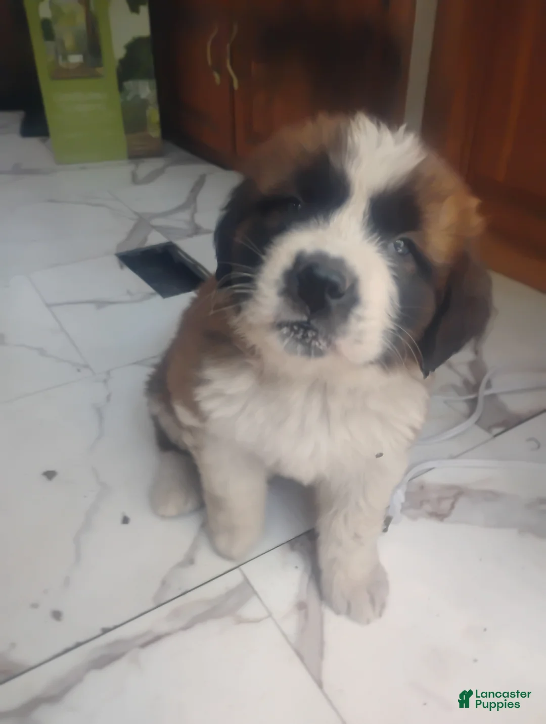 Saint Bernard dogs for sale: Saint Bernard Puppy 3 - Ad 1