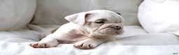 English Bulldog dogs for sale: Maestro - Ad 4