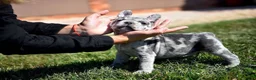 French Bulldog dogs for sale: King - Ad 1