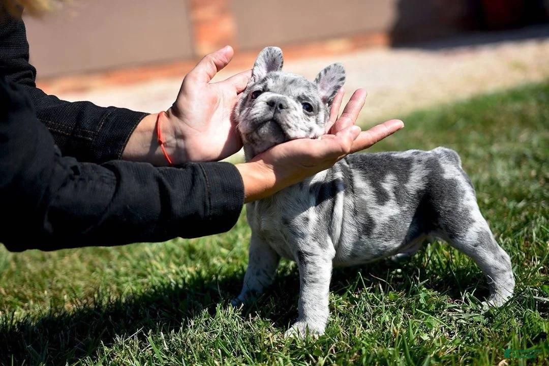French Bulldog dogs for sale: King - Ad 1