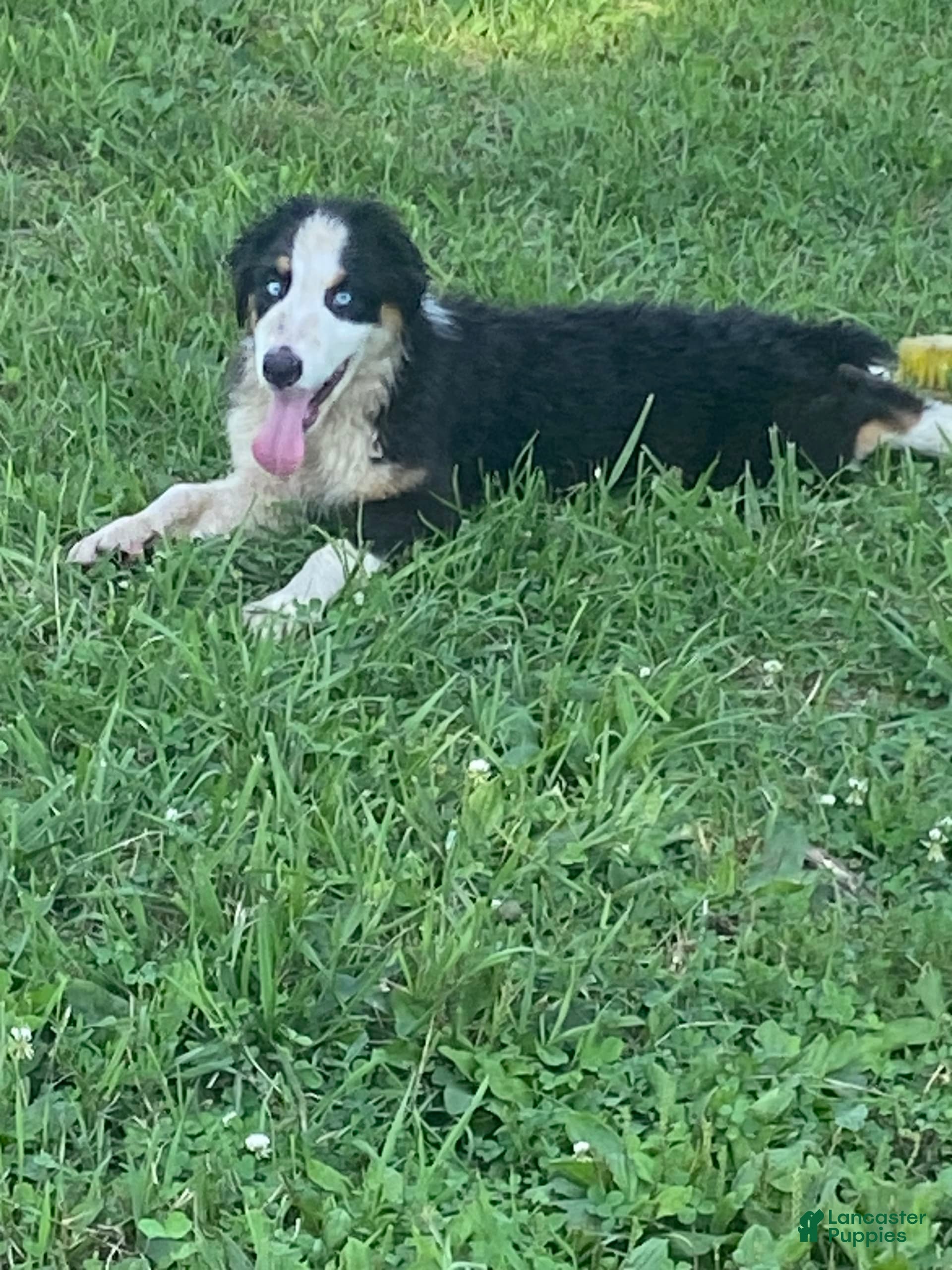 Australian Shepherd Puppies for sale in Illinois Lancaster Puppies