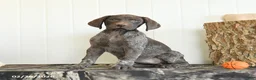 German Shorthaired Pointer dogs for sale: Darcy - Ad 4