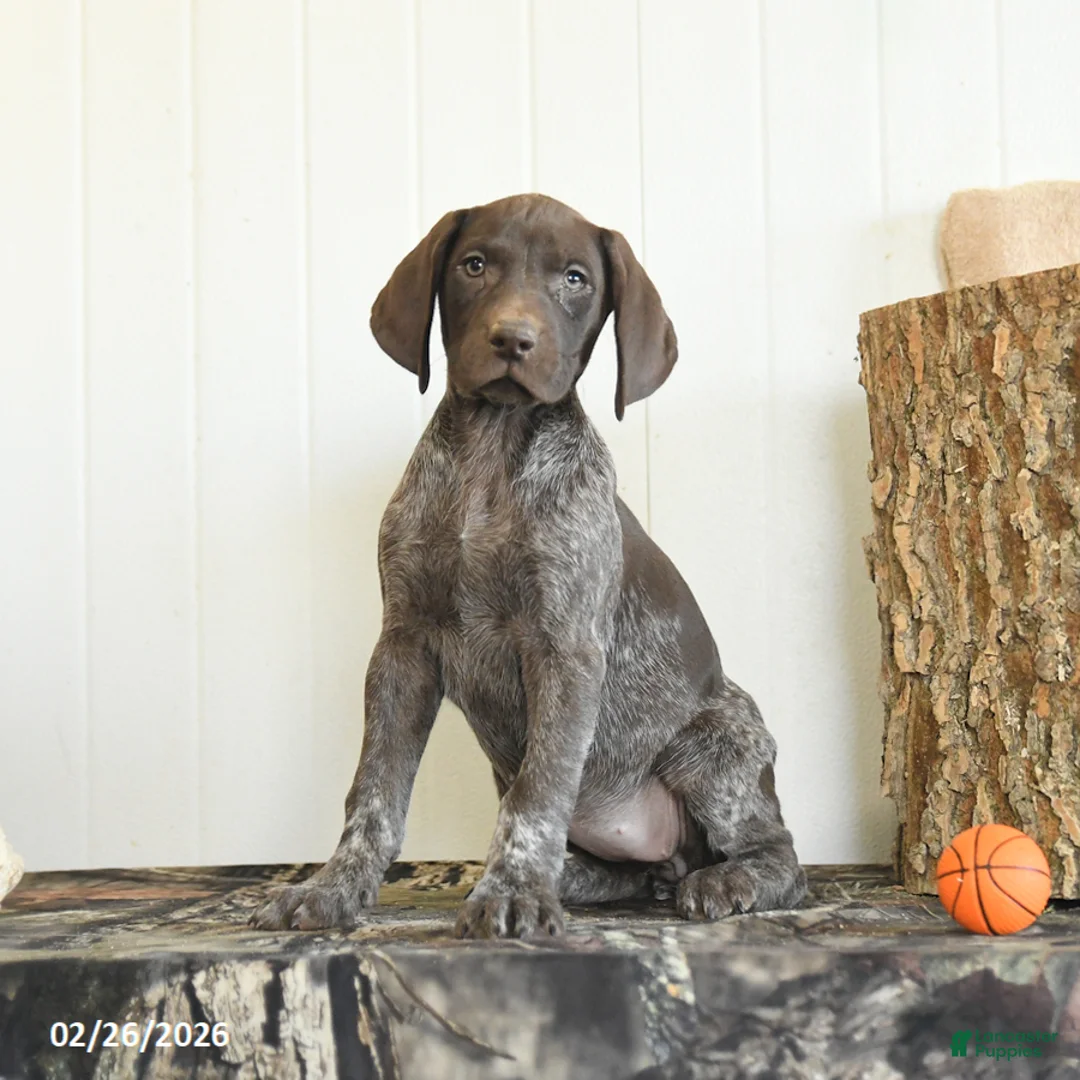 German Shorthaired Pointer dogs for sale: Darcy - Ad 4