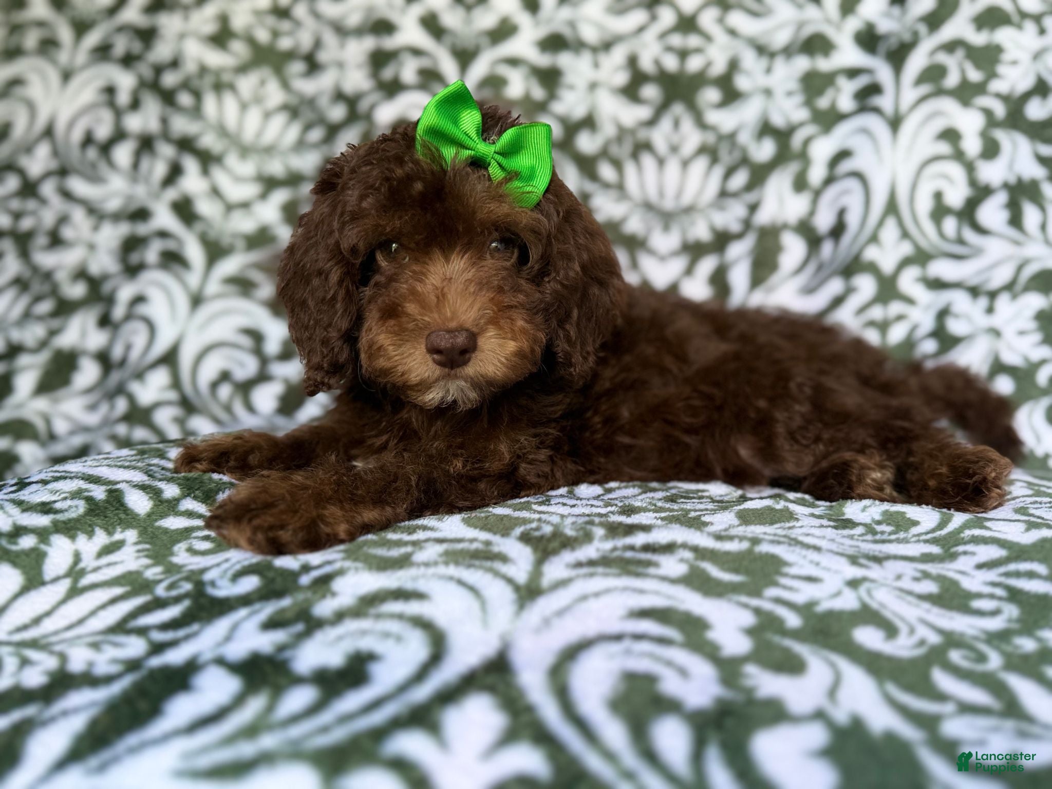 Cavapoo dogs Claire - Ad 5