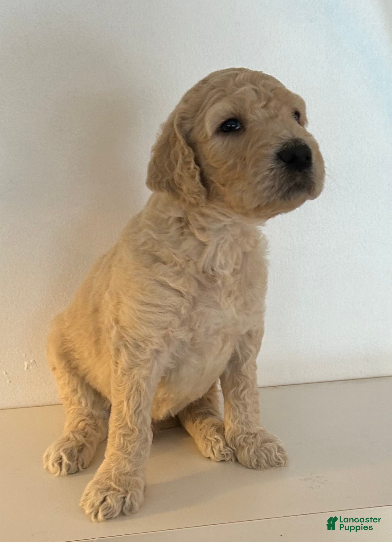 Goldendoodle dogs Cooper - Ad 9