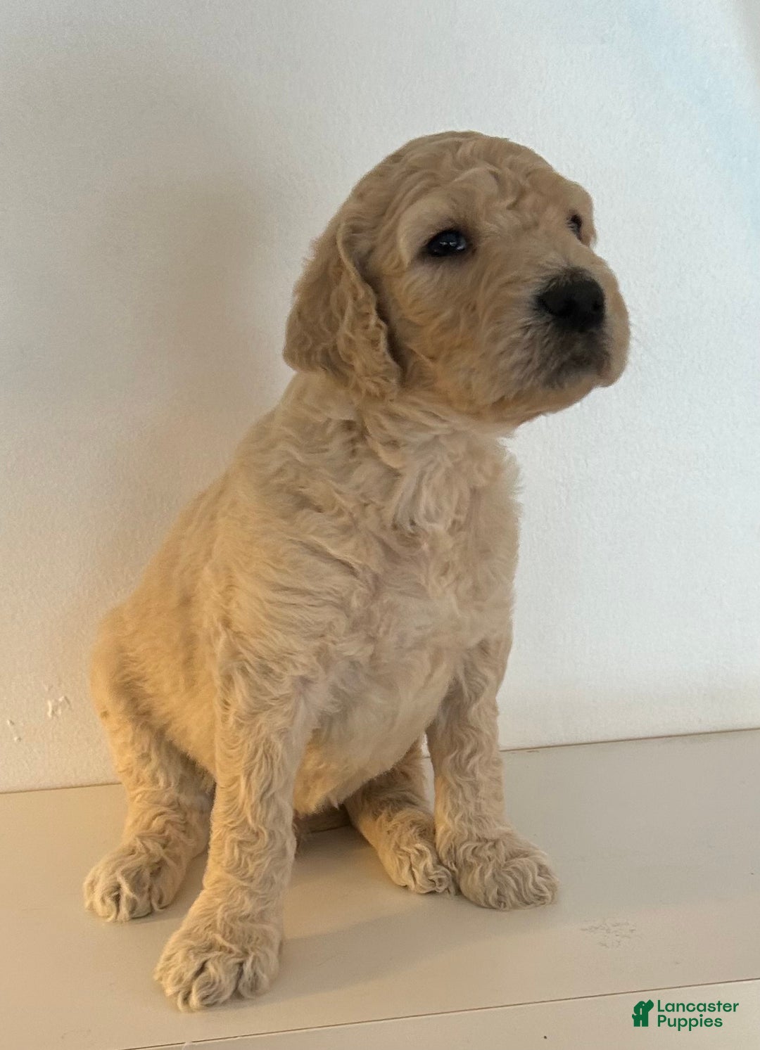 Goldendoodle dogs for sale: Cooper - Ad 1