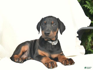 Doberman Pinscher dogs - Ad 19