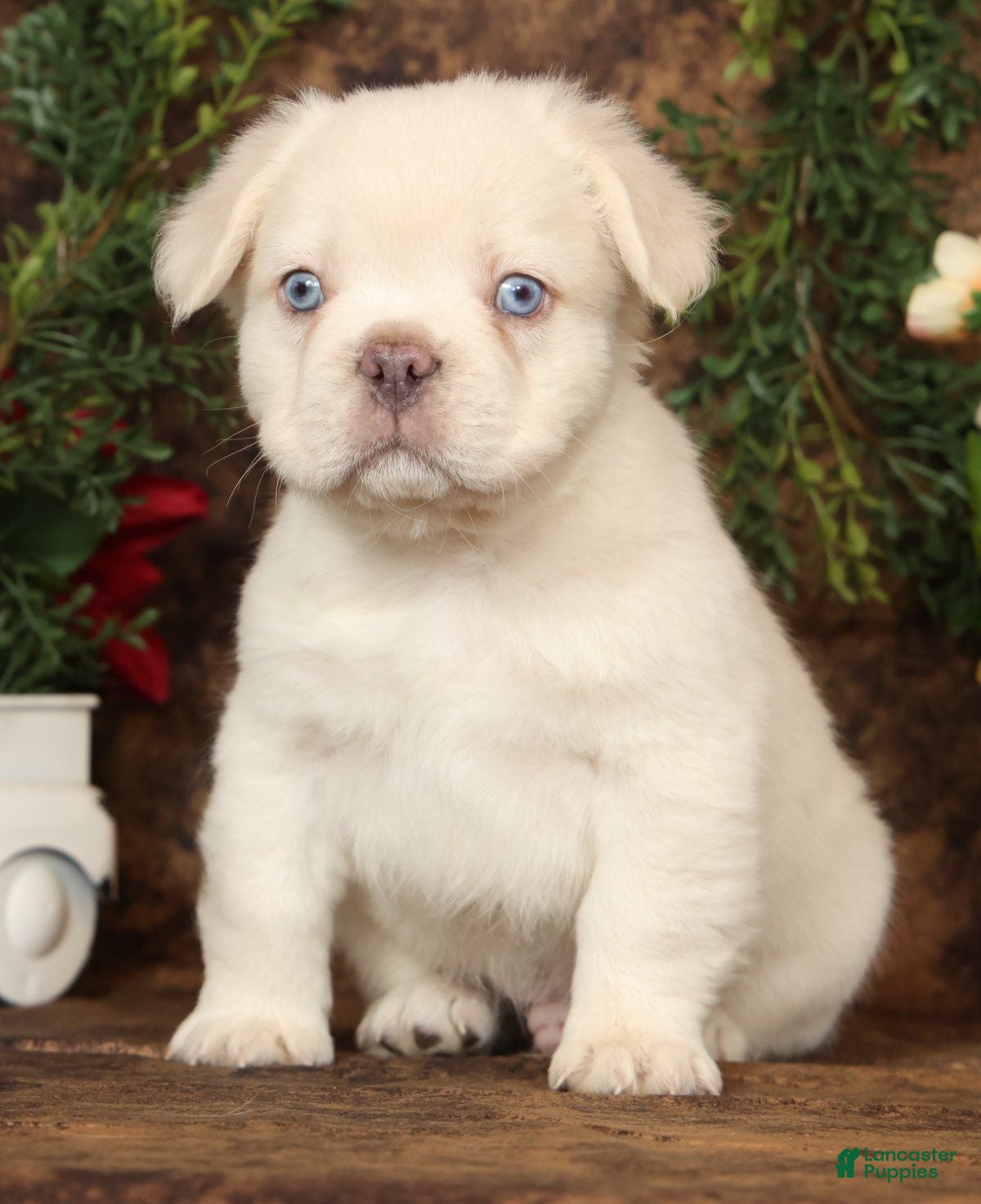 French Bulldog dogs Prince Fluffy Platinum - Ad 1