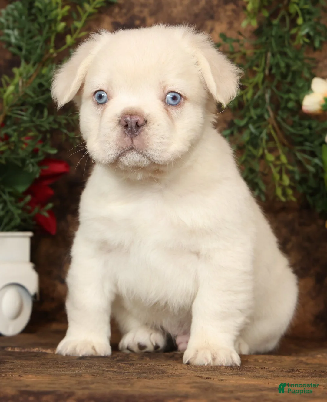 French Bulldog dogs for sale: Prince Fluffy Platinum - Ad 1