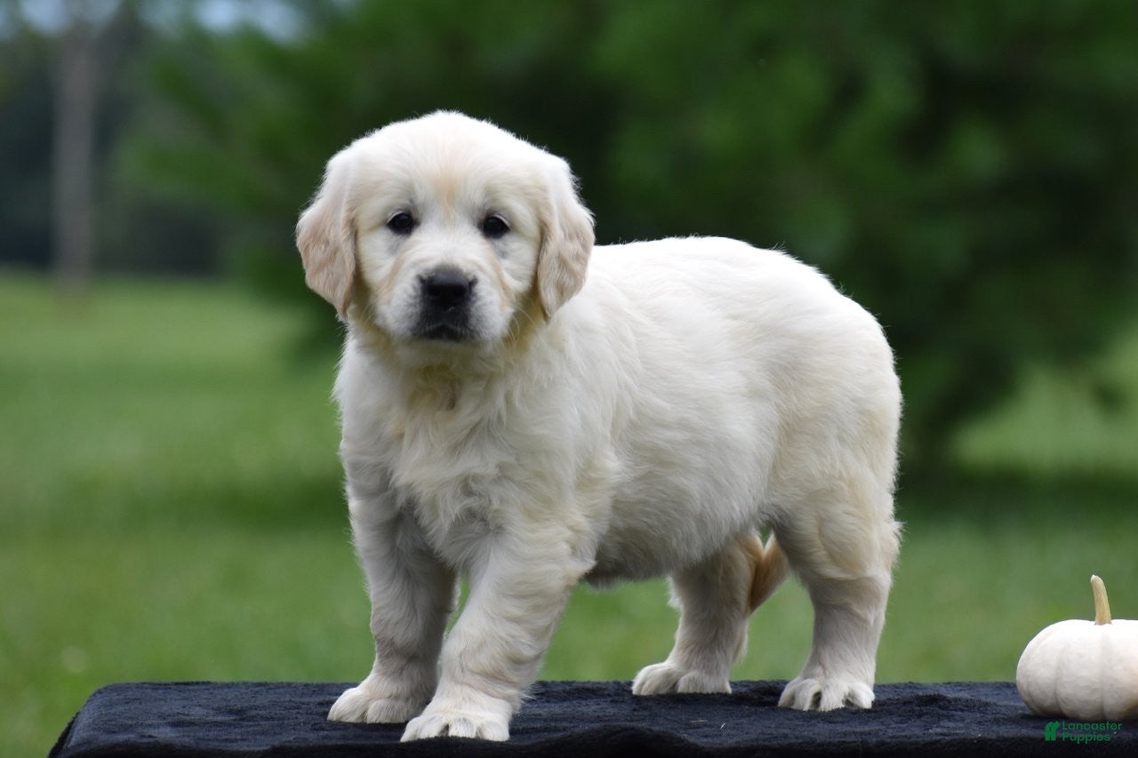 Golden Retriever dogs Diana - Ad 2