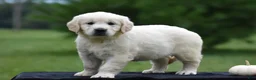 Golden Retriever dogs for sale: Diana - Ad 2