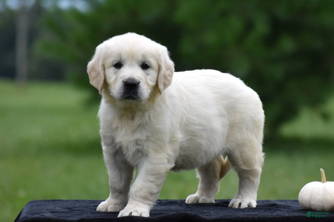 Golden Retriever dogs for sale: Diana - Ad 2