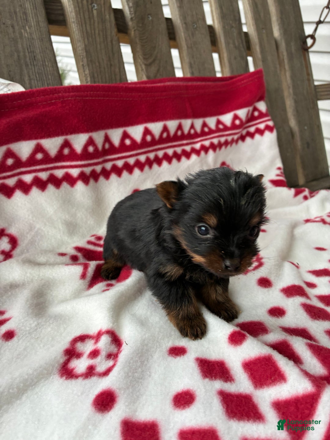 Yorkshire Terrier dogs for sale: Sky - Ad 5