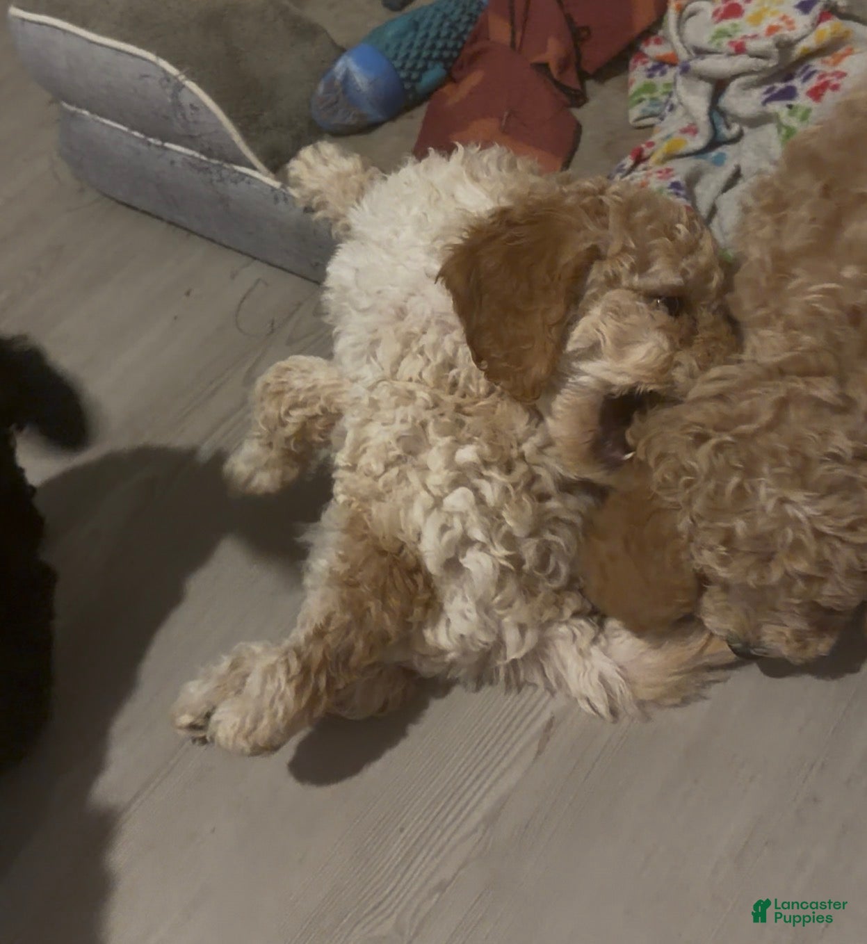 Goldendoodle dogs Tocina - Ad 38