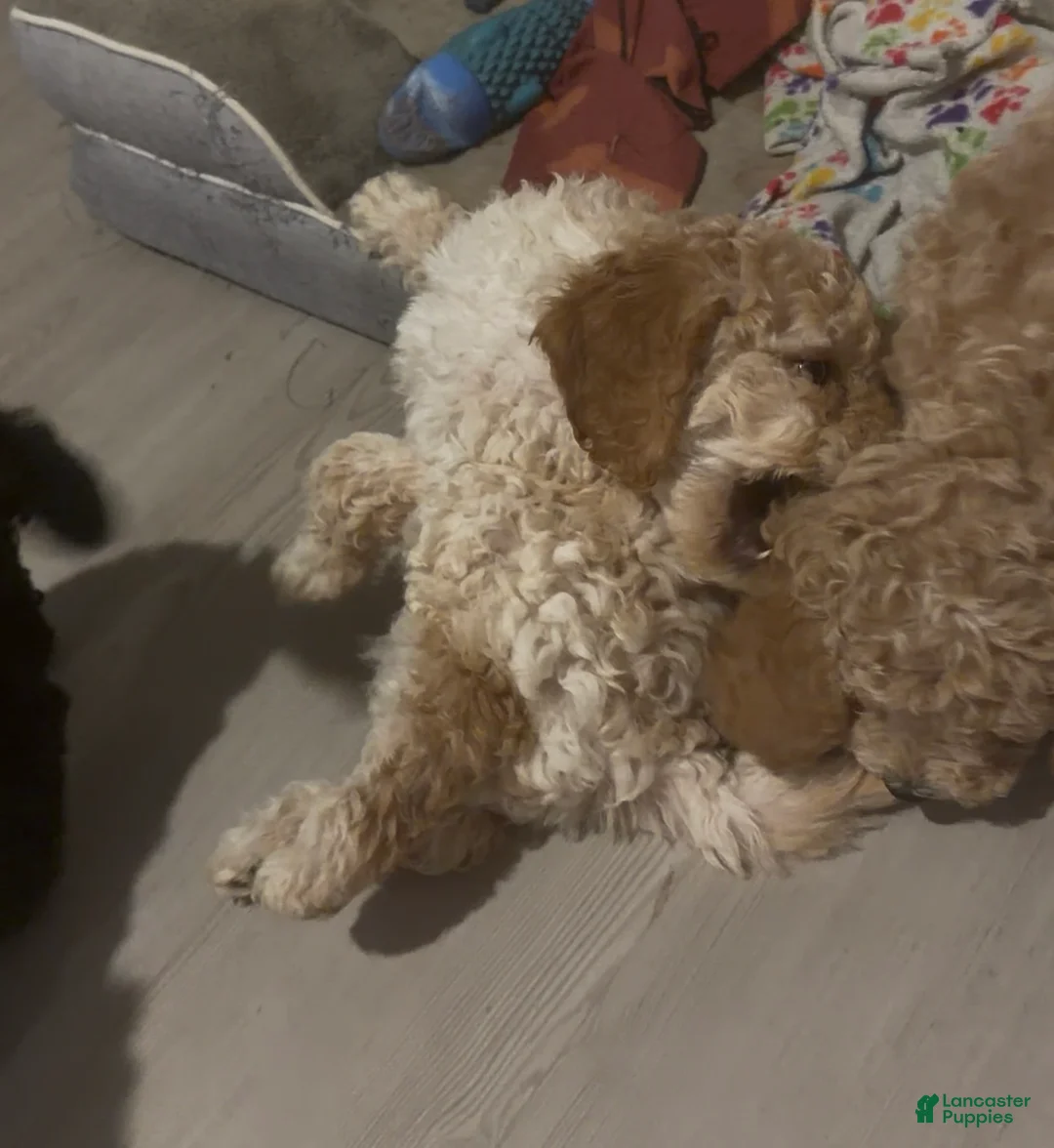Goldendoodle dogs for sale: Tocina - Ad 1