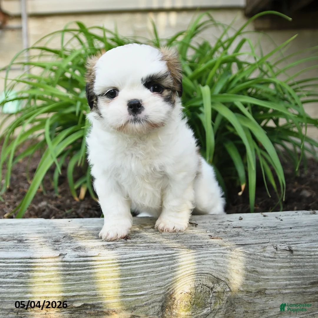 Shih Tzu dogs for sale: Harmony - Ad 1