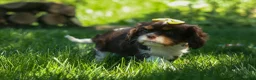 Cavalier King Charles Spaniel dogs for sale:  Arthur 🐶 - Ad 16