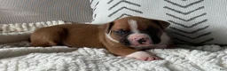 Boxer dogs for sale: Charlie - Ad 6
