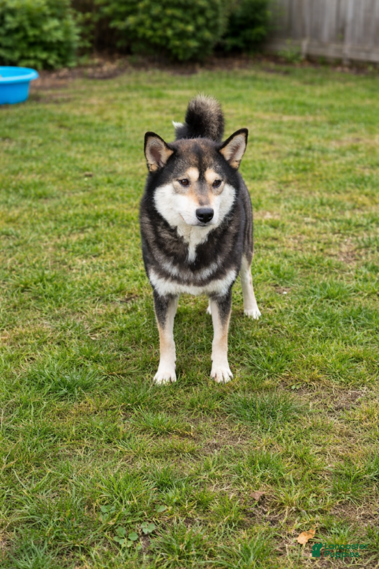 Shiba Inu dogs Shiba Inu Girl - Ad 2