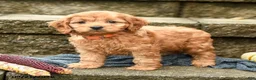 Cockapoo dogs for sale: Max - Ad 1