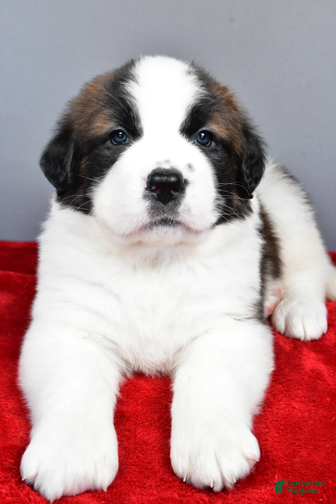 Saint Bernard dogs for sale: angel - Ad 4