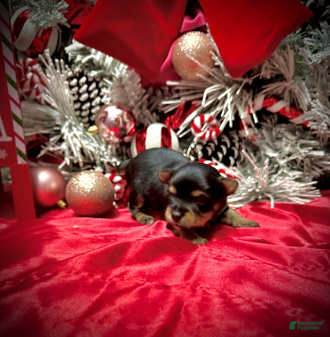 Yorkshire Terrier dogs for sale: Primavera - Ad 3