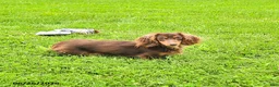 Miniature Dachshund dogs for sale: Precious - Ad 6