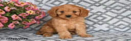 Cavapoo dogs for sale: Tanto - Ad 3