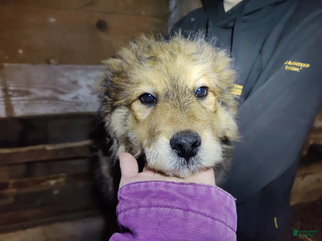 Mixed Breed dogs for sale: Canaan  - Ad 1