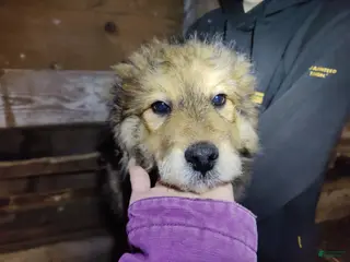 Mixed Breed dogs for sale: Canaan - Ad 2