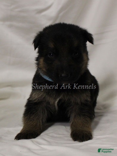 German Shepherd dogs German Shepherd Puppy 8 - Ad 22
