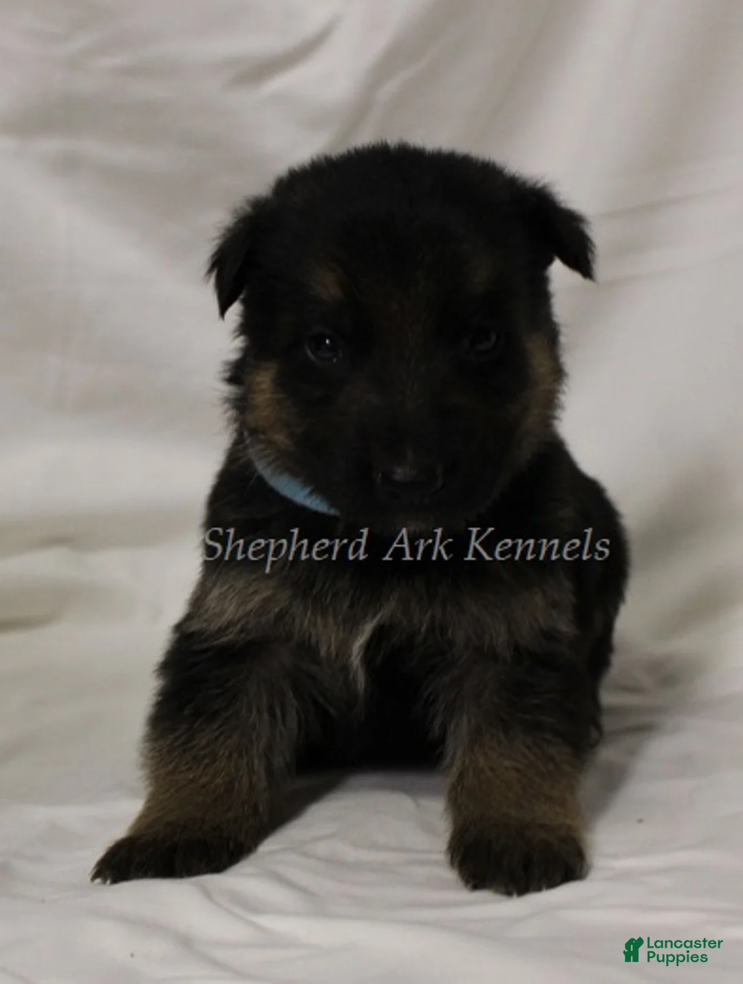 German Shepherd dogs for sale: German Shepherd Puppy 8 - Ad 1