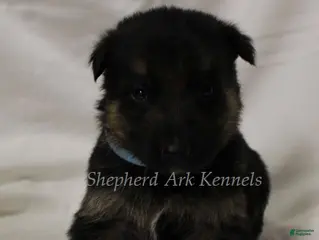 German Shepherd dogs German Shepherd Puppy 8 - Ad 22