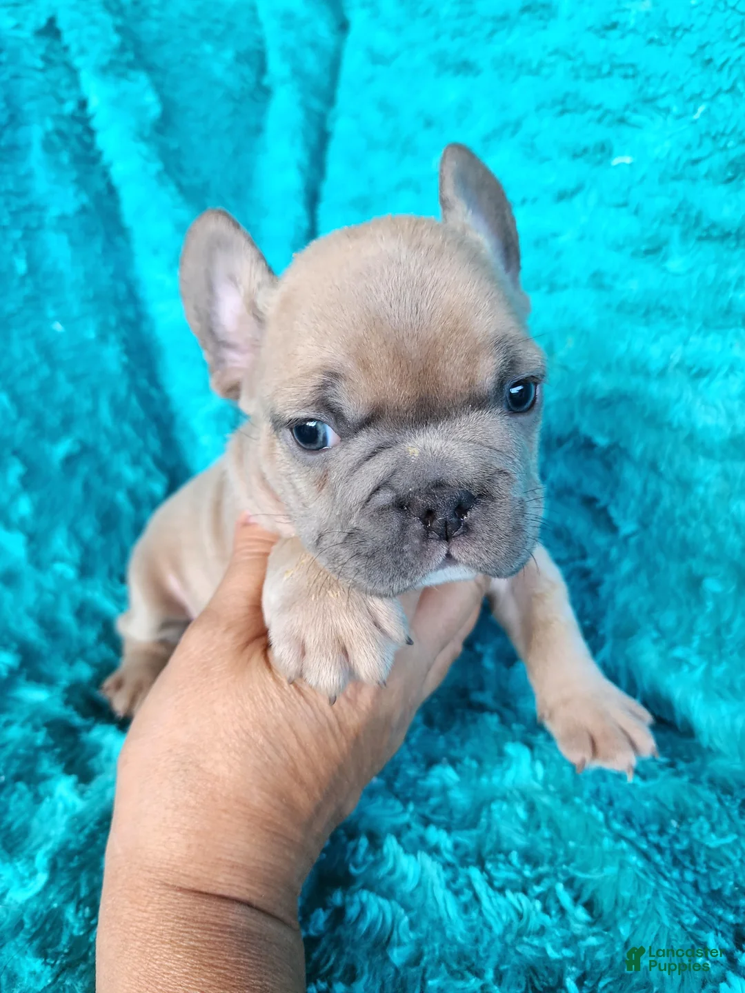 French Bulldog dogs for sale: Prince - Ad 8