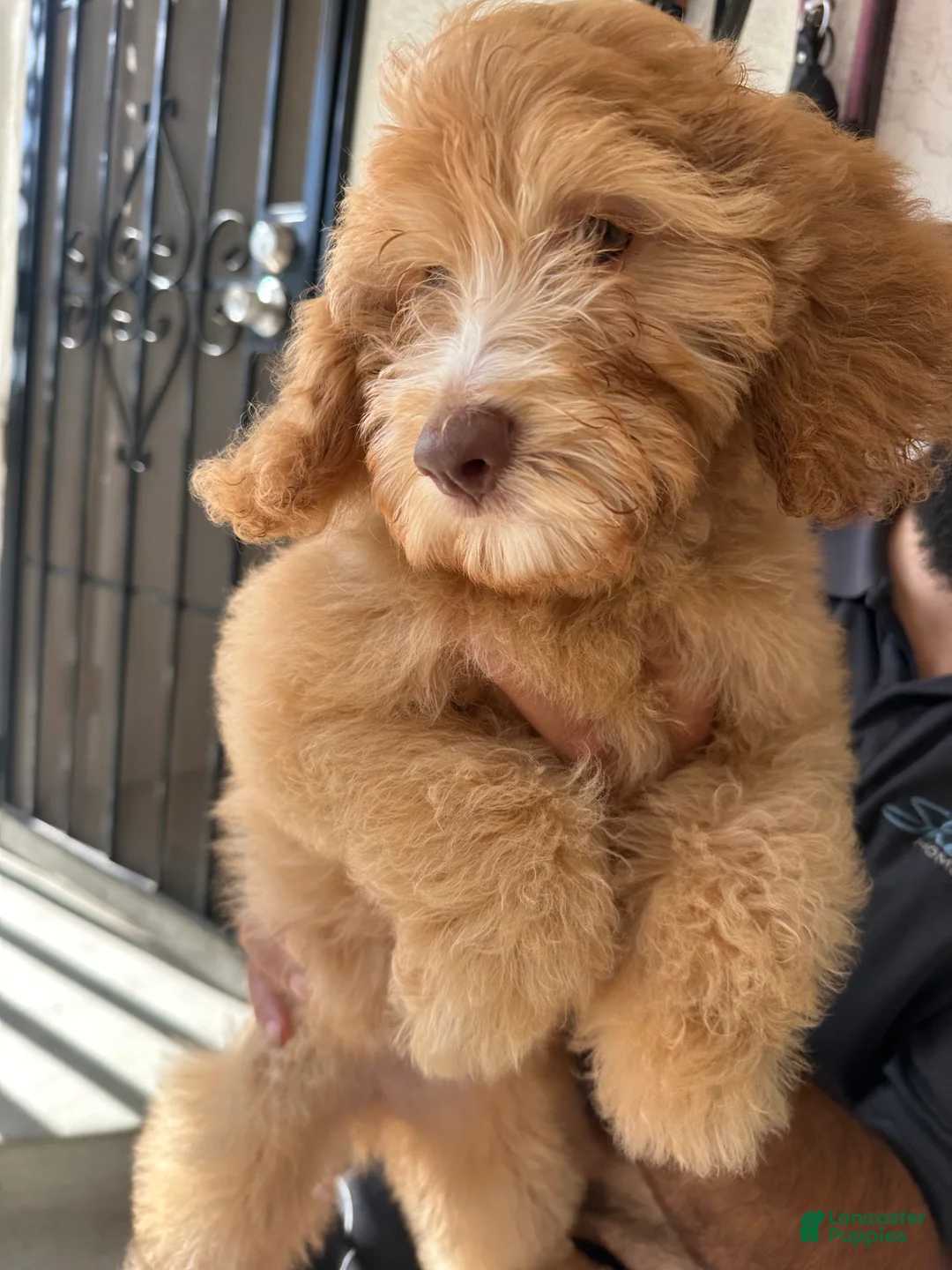Mixed Breed dogs for sale: Mixed Breed 3 - Ad 2