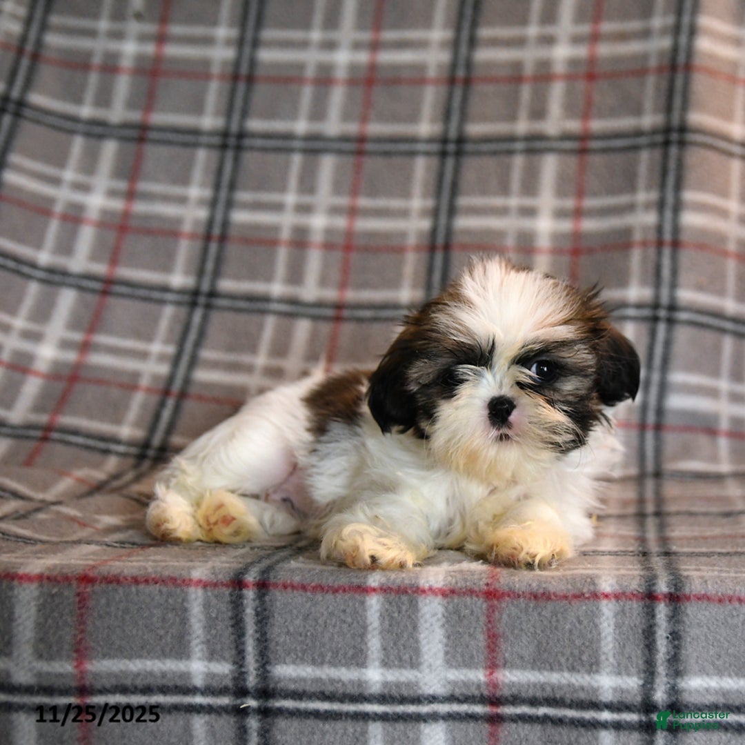 Shih Tzu dogs for sale: Cheyenne - Ad 1