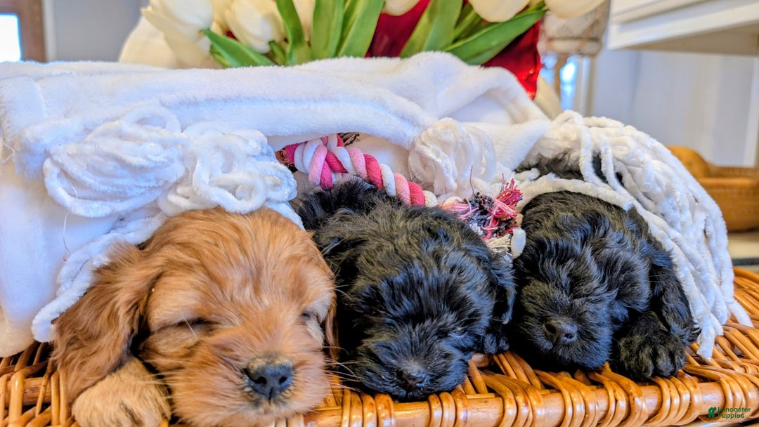 Cavapoo dogs for sale: Ginger Baby - Ad 3