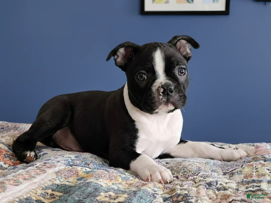 Boston Terrier dogs for sale: Jet - Ad 1