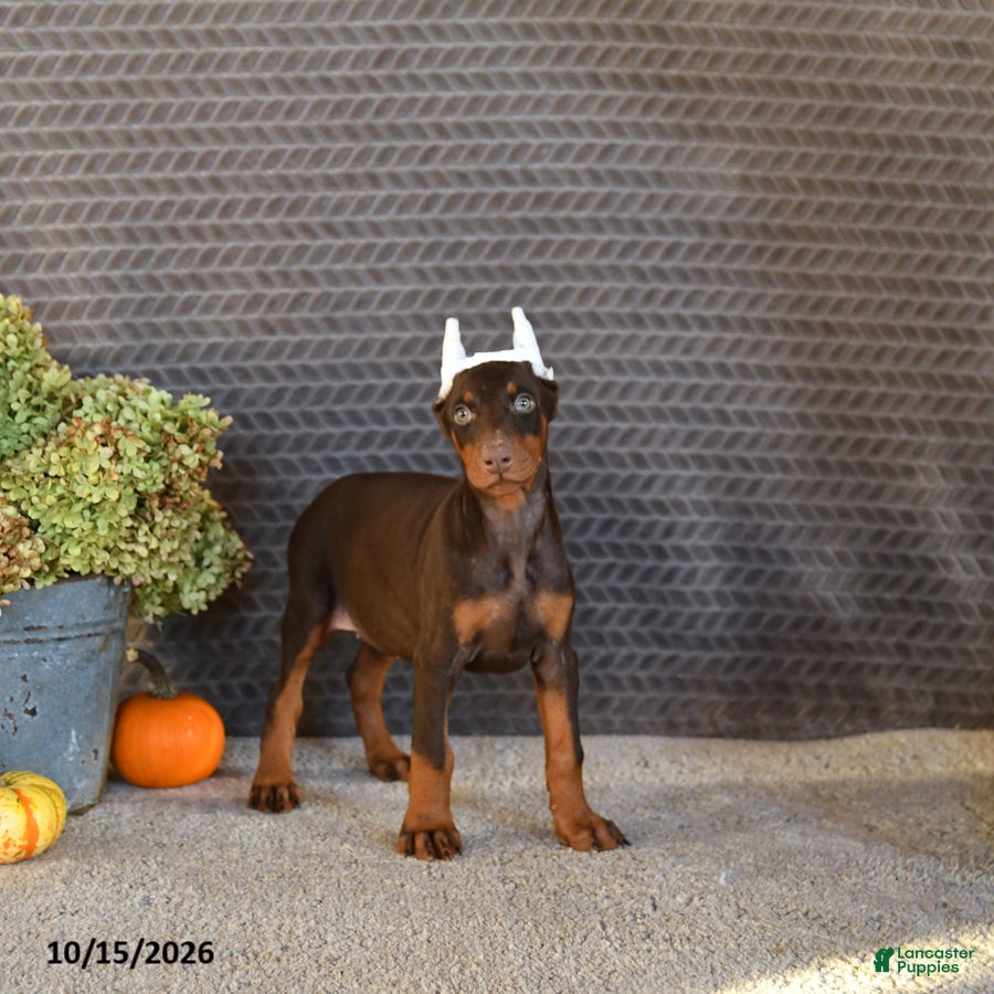 Doberman Pinscher dogs Nova - Ad 1