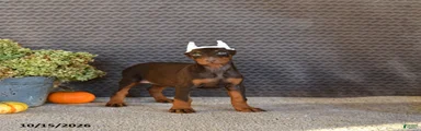Nova