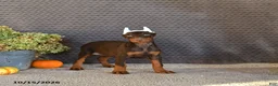 Doberman Pinscher dogs for sale: Nova - Ad 1