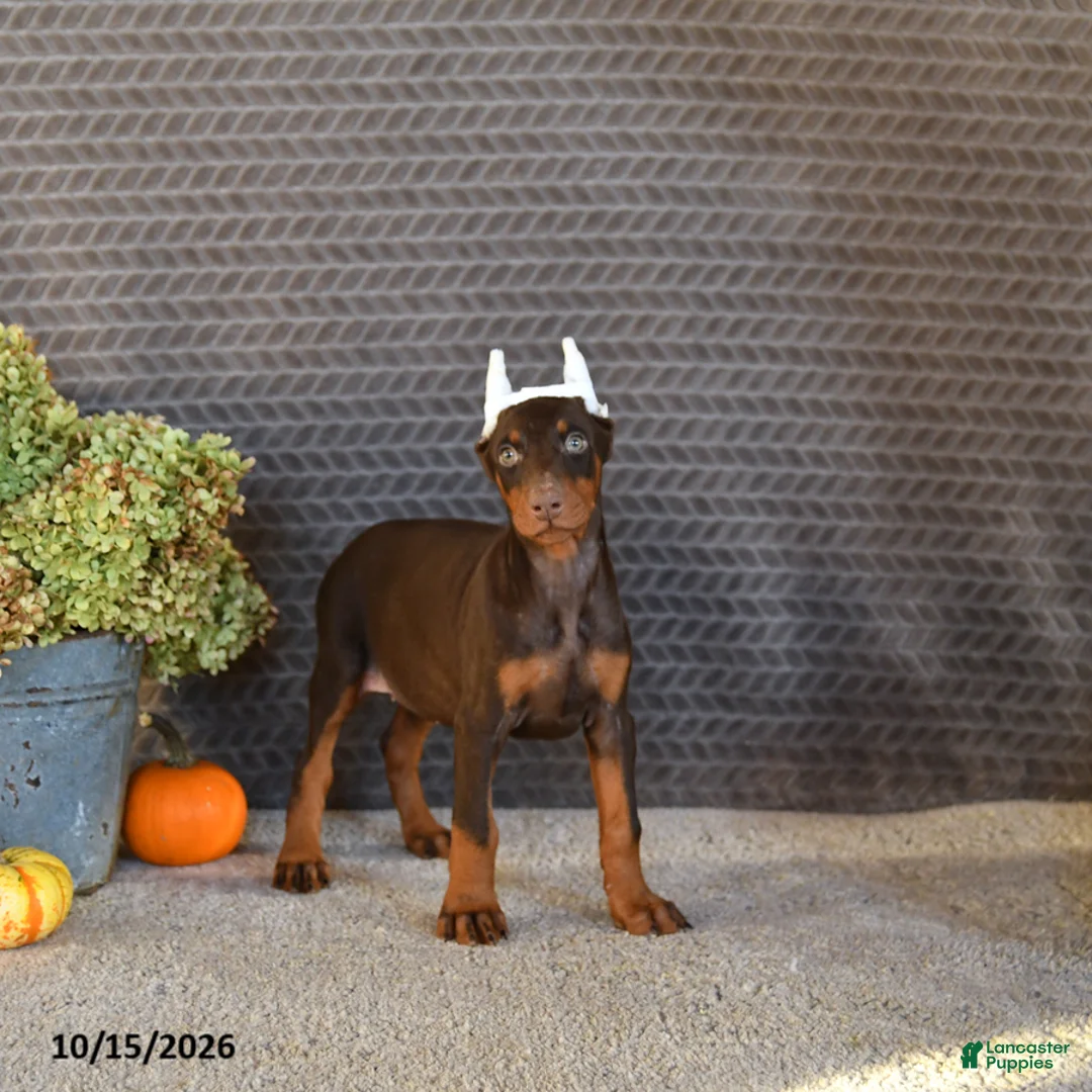 Doberman Pinscher dogs for sale: Nova - Ad 1