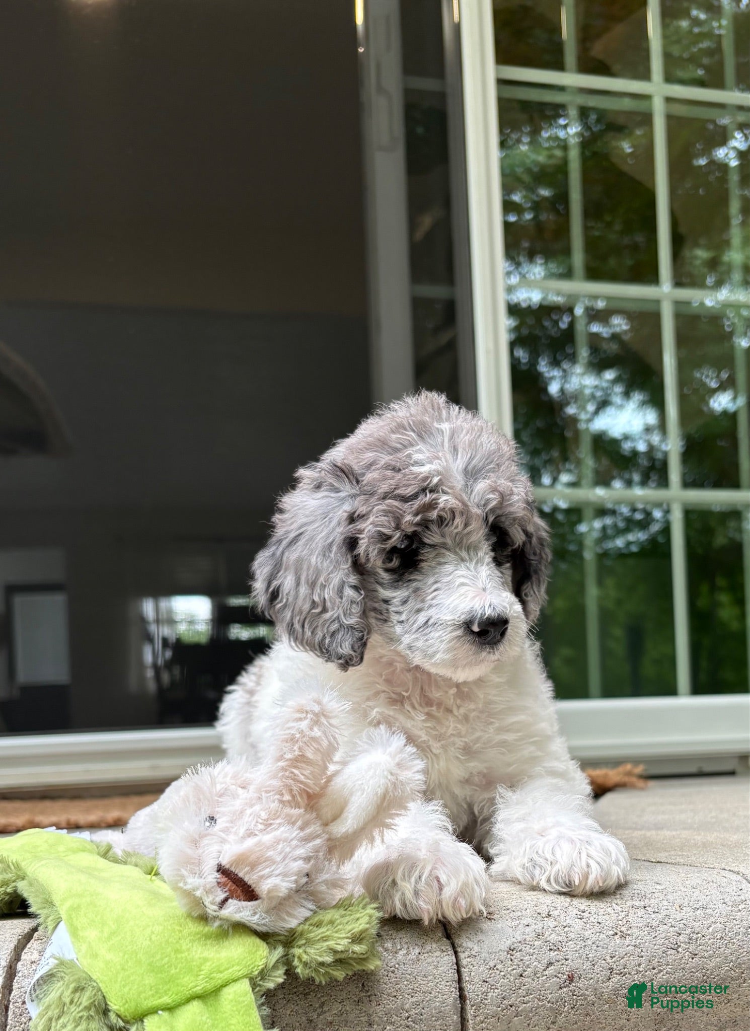 Standard Poodle dogs Fern AKC Standard Poodle - Ad 1