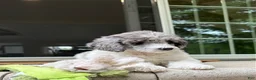Standard Poodle dogs for sale: Fern AKC Standard Poodle - Ad 11