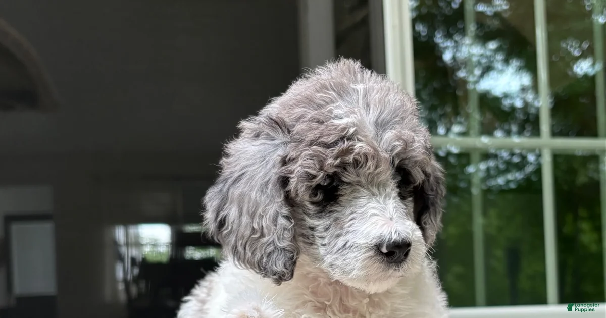 Female Standard Poodle Puppies for sale | Lancaster Puppies